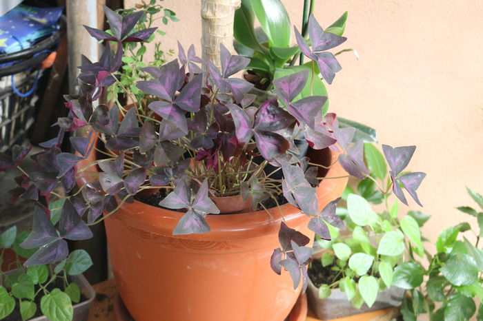  - Plante ghiveci