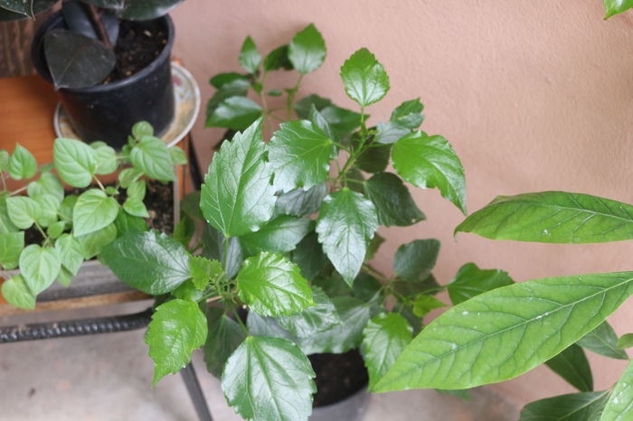  - Plante ghiveci