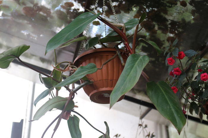  - Plante ghiveci