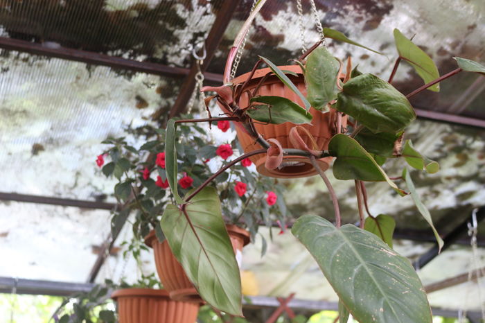 - Plante ghiveci