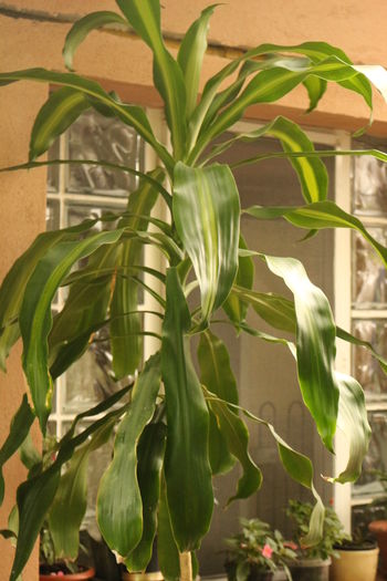  - Plante ghiveci