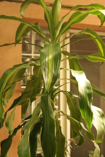  - Plante ghiveci