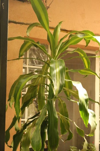  - Plante ghiveci