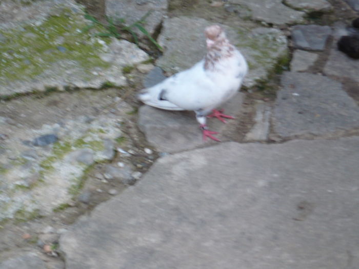 P1100698 mascul De vanzare; mascul
