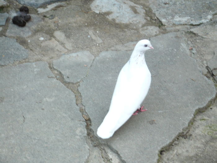 P1100697  De vanzare