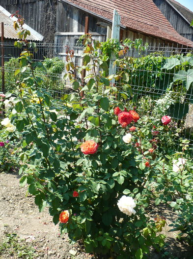 P1240602 - Trandafiri 2016