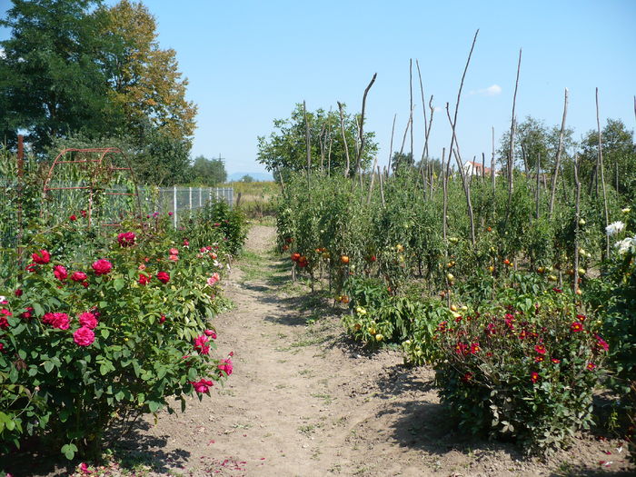 P1240604 - Trandafiri 2016