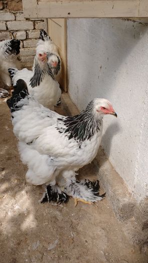 IMG_20160822_104226495