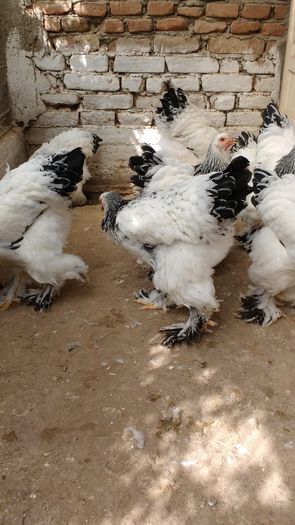 IMG_20160822_104236658