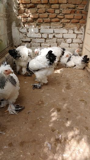 IMG_20160822_104328972