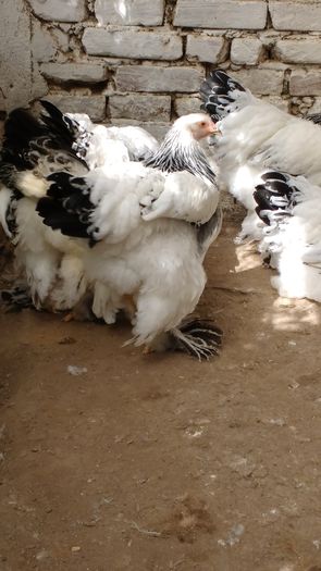 IMG_20160822_104339436