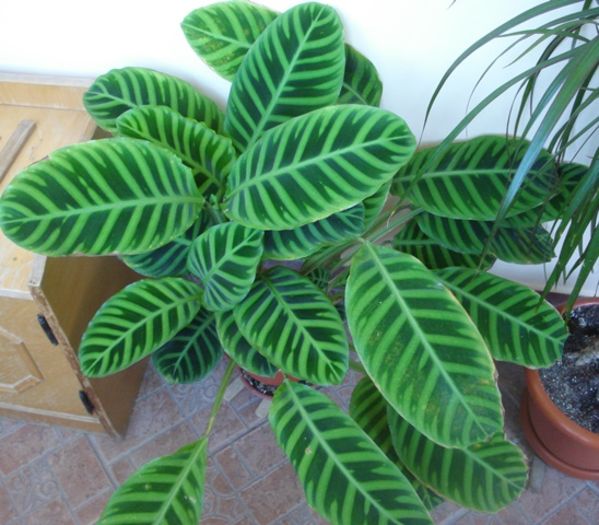 la mijloc de august - calathea zebrina