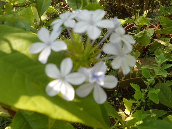 plumbago - Flori apartament