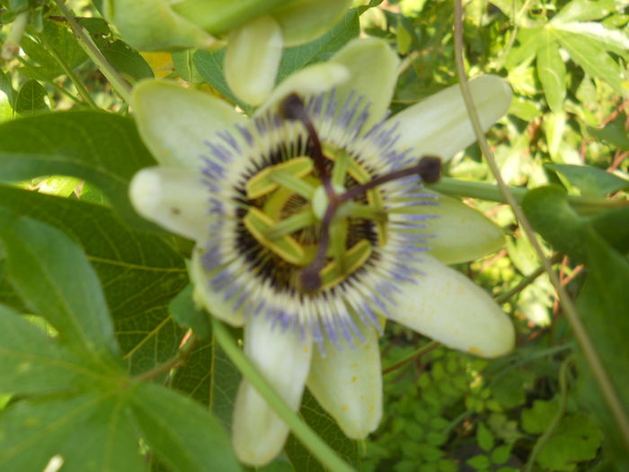 passiflora caerulea - Flori apartament