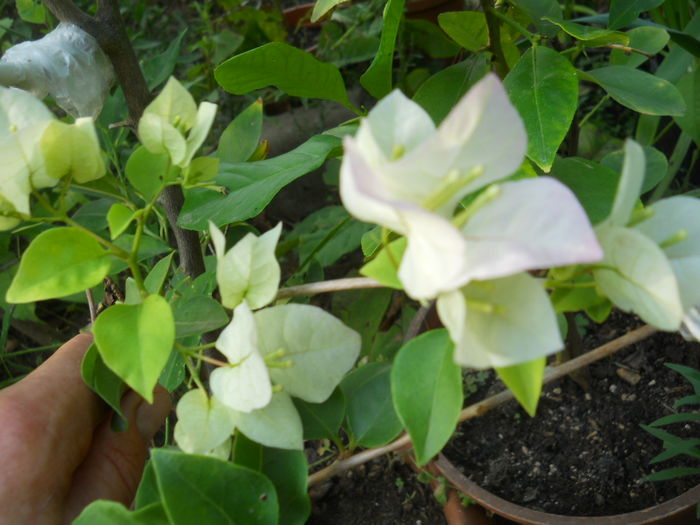 bouga alba - Flori apartament