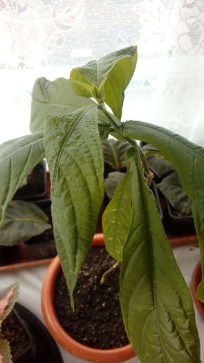  - Muscate si alte plante