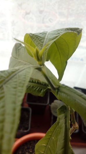  - Muscate si alte plante