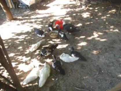 14067433_179032529175320_1596426353416765029_n - ratele mele lesesti 2