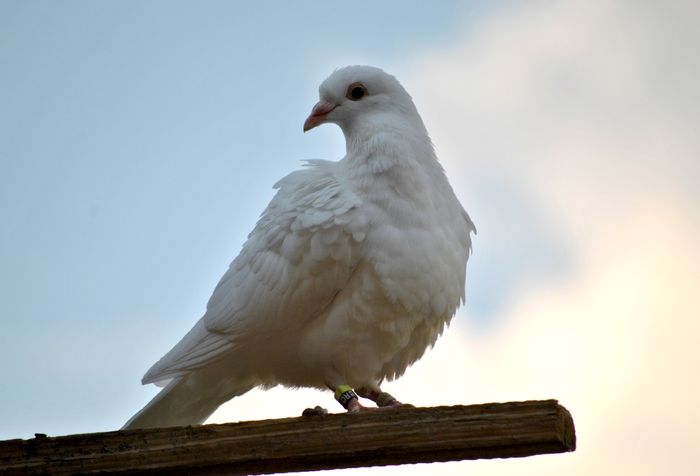 pui voiajor alb - Voiajori albi