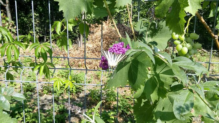 14045266_10154486217532360_68335593_o