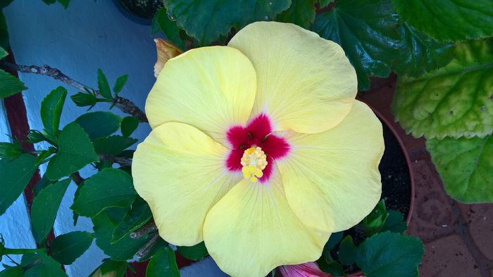  - Hibiscus Adonicus Yellow