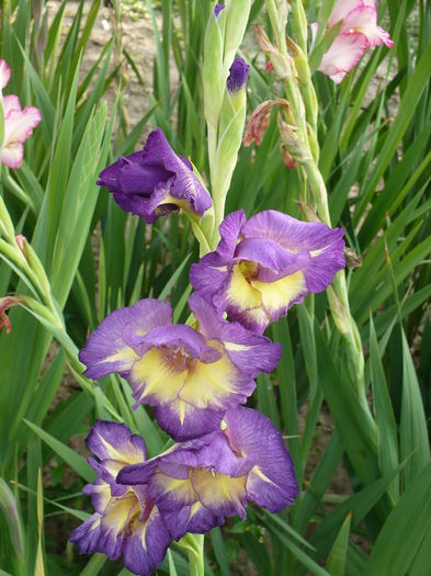 P1240345 - Gladiole 2016