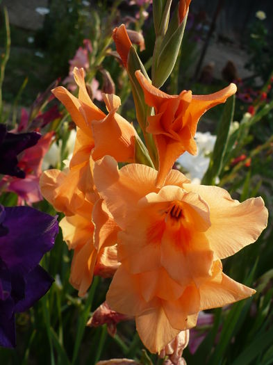 P1240346 - Gladiole 2016