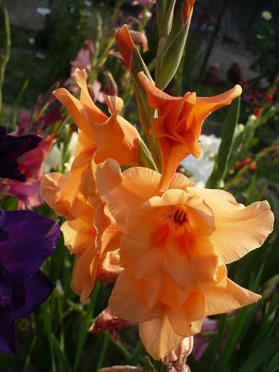 P1240346 - Gladiole 2016