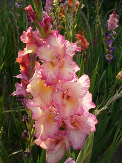 P1240347 - Gladiole 2016