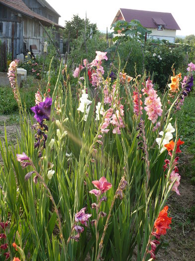 P1240348 - Gladiole 2016