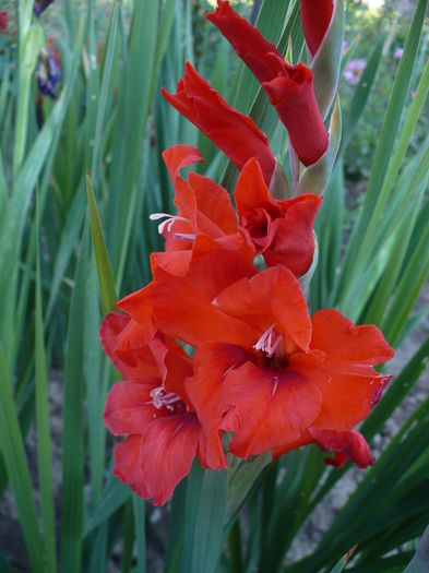 P1240471 - Gladiole 2016