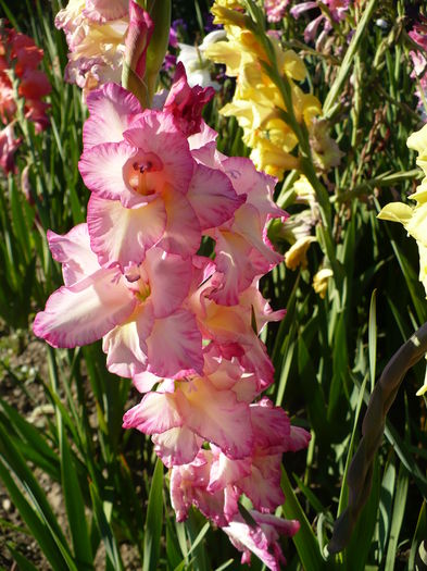 P1240472 - Gladiole 2016