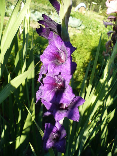 P1240474 - Gladiole 2016