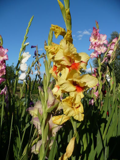 P1240475 - Gladiole 2016