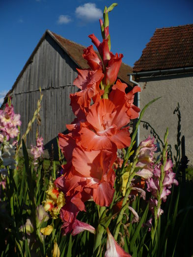 P1240476 - Gladiole 2016