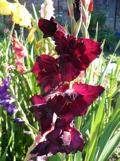 P1240477 - Gladiole 2016