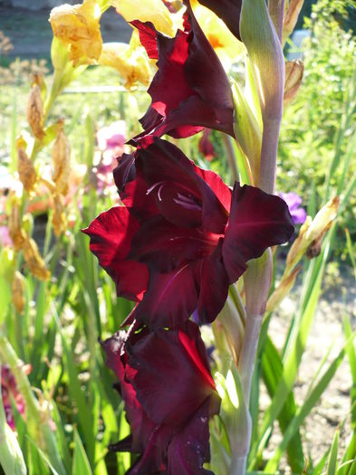 P1240479 - Gladiole 2016