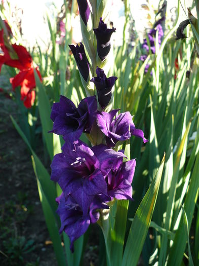 P1240480 - Gladiole 2016