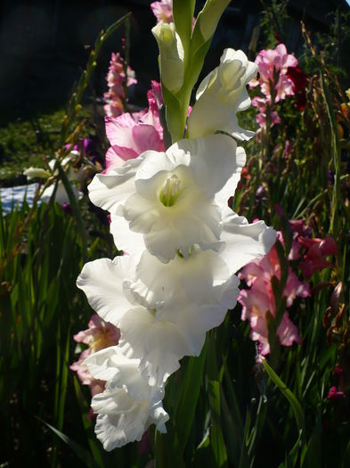 P1240481 - Gladiole 2016