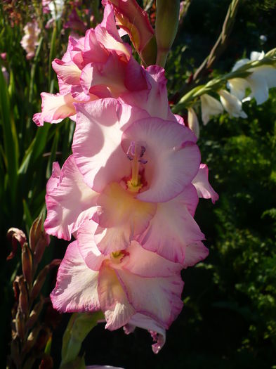 P1240483 - Gladiole 2016