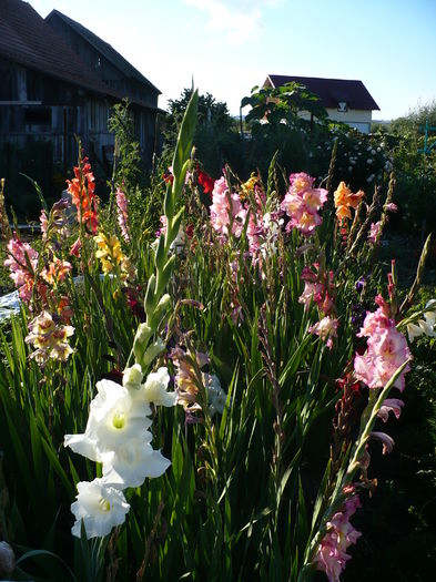 P1240484 - Gladiole 2016