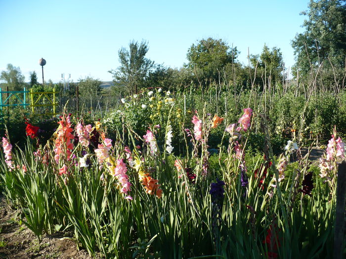 P1240485 - Gladiole 2016