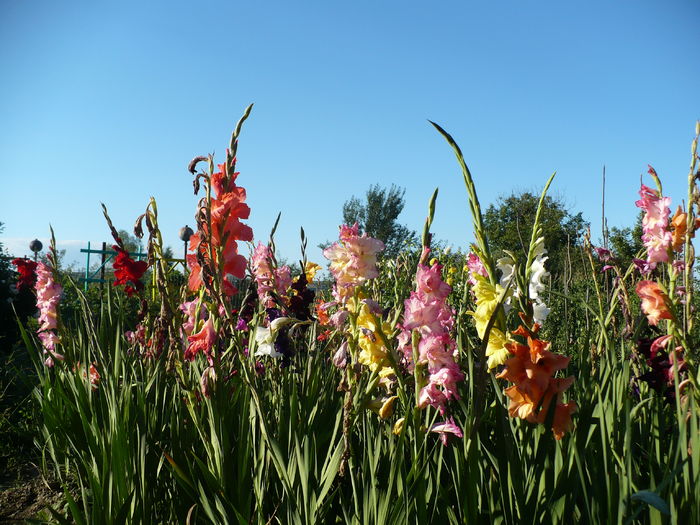 P1240486 - Gladiole 2016