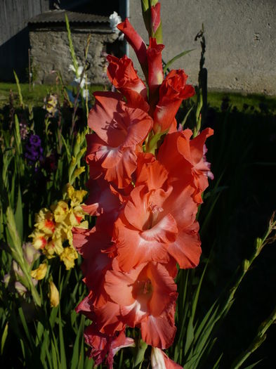 P1240487 - Gladiole 2016