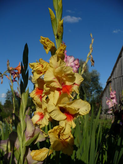 P1240488 - Gladiole 2016