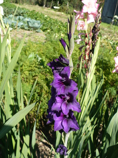 P1240504 - Gladiole 2016