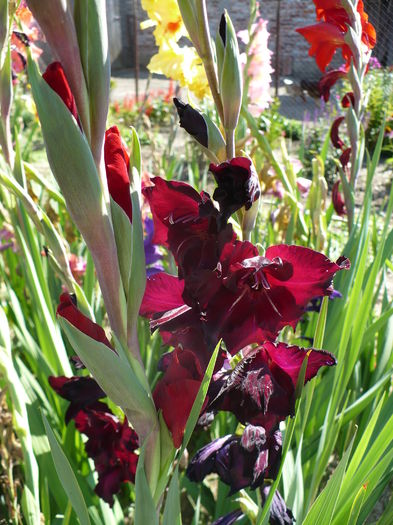 P1240506 - Gladiole 2016