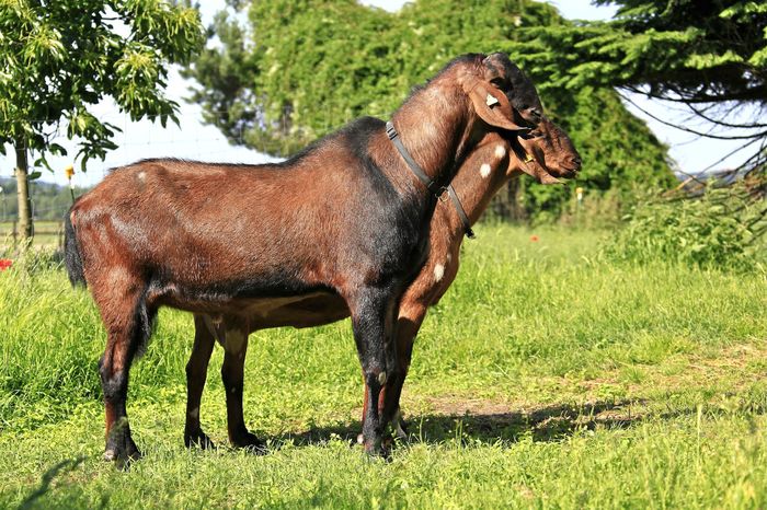 Anglo-Nubieni deosebiti daaaaa