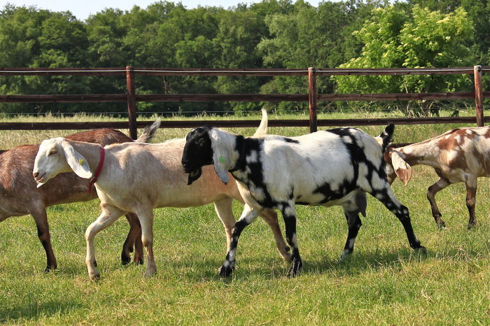 Anglo-Nubieni frumosi-7cv