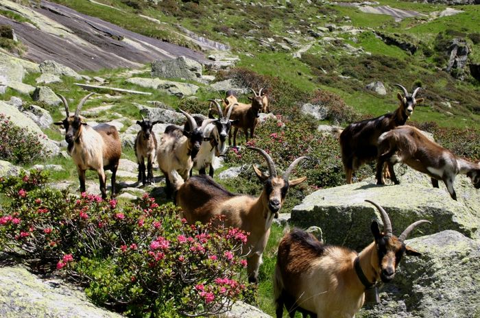 Capre Passiria frumoase-k887